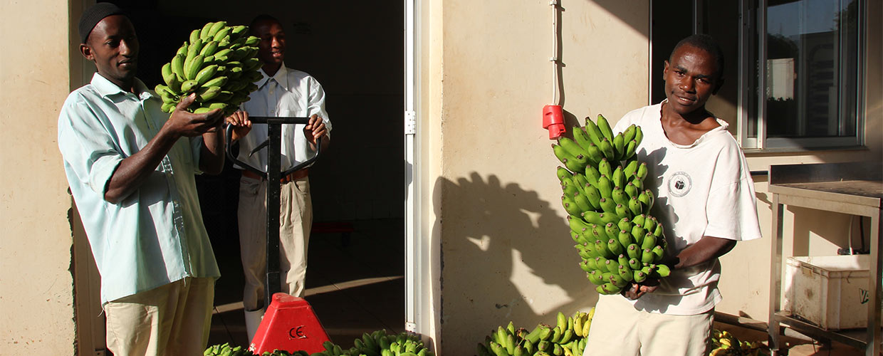 Kipepeo: fairer Handel unterstützt afrikanische Kleinbauern