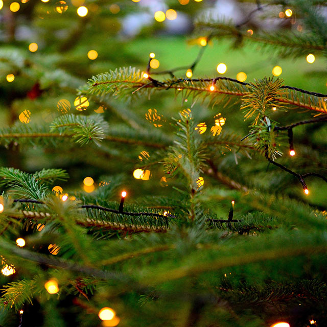 Besuche uns am 11. Dezember und suche Dir den schönsten Weihnachtsbaum aus