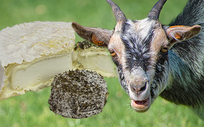 Ziegenkäse bringt Frische auf den Frühlingstisch