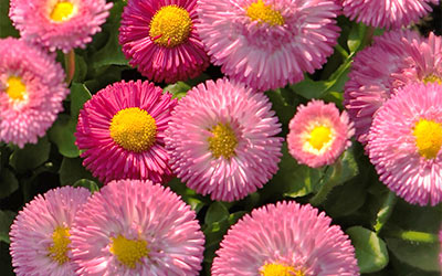 Pflanzzeit für frisches Gemüse und bunte Blumen